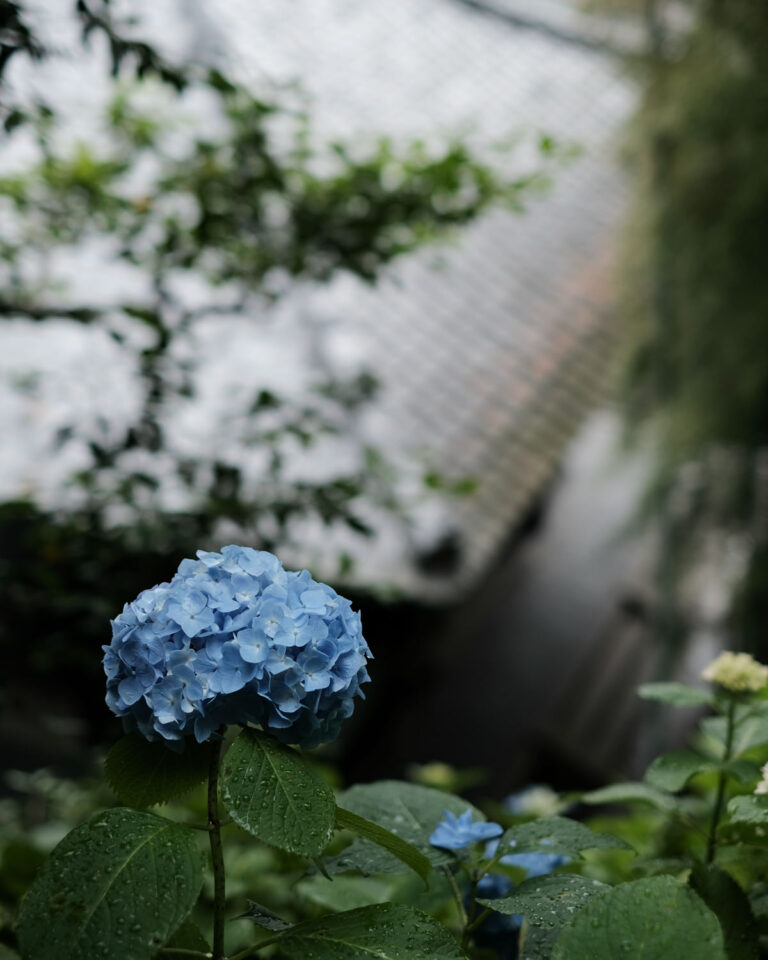 Hase_Dera_4x5