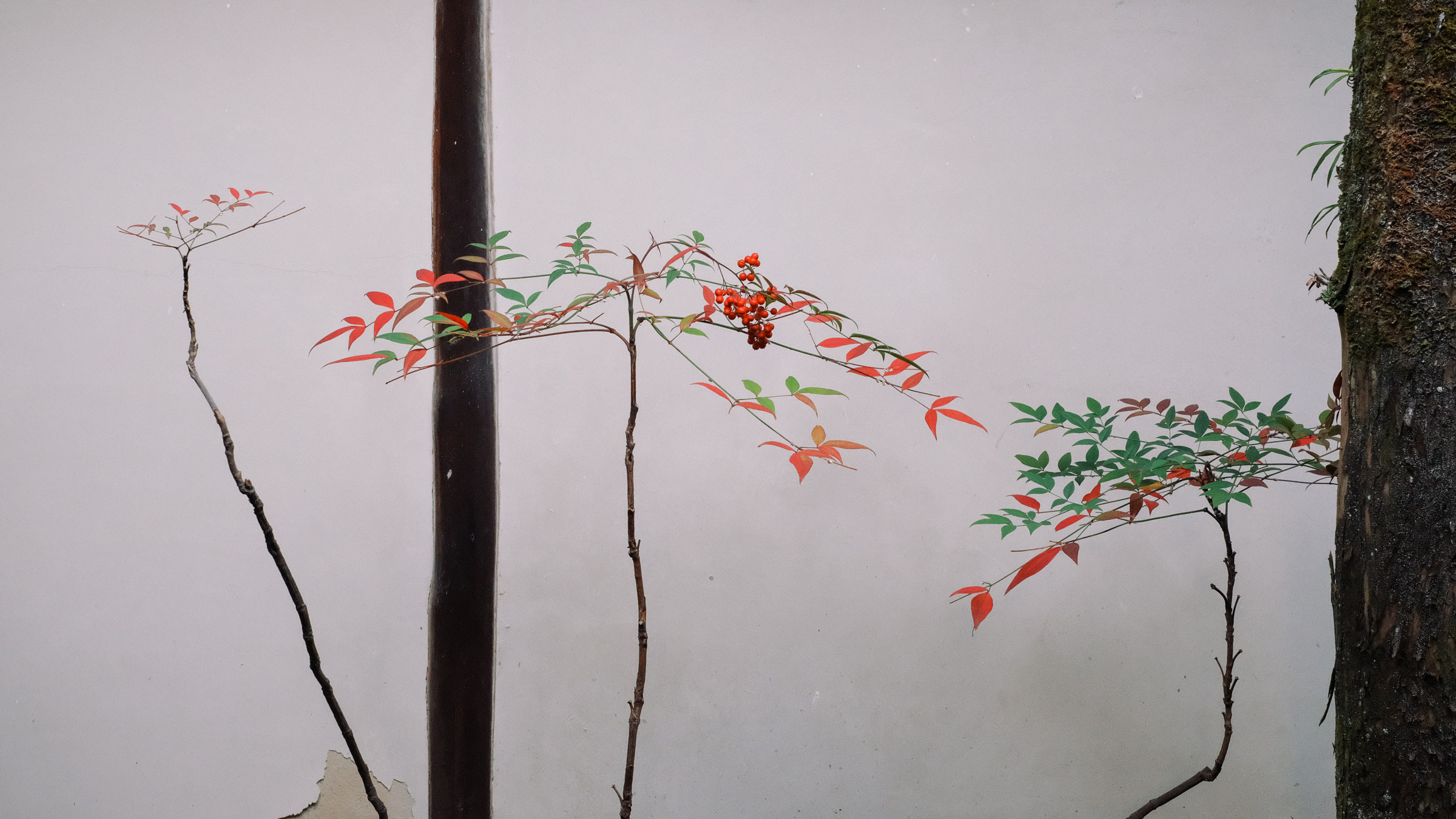 Murin-an