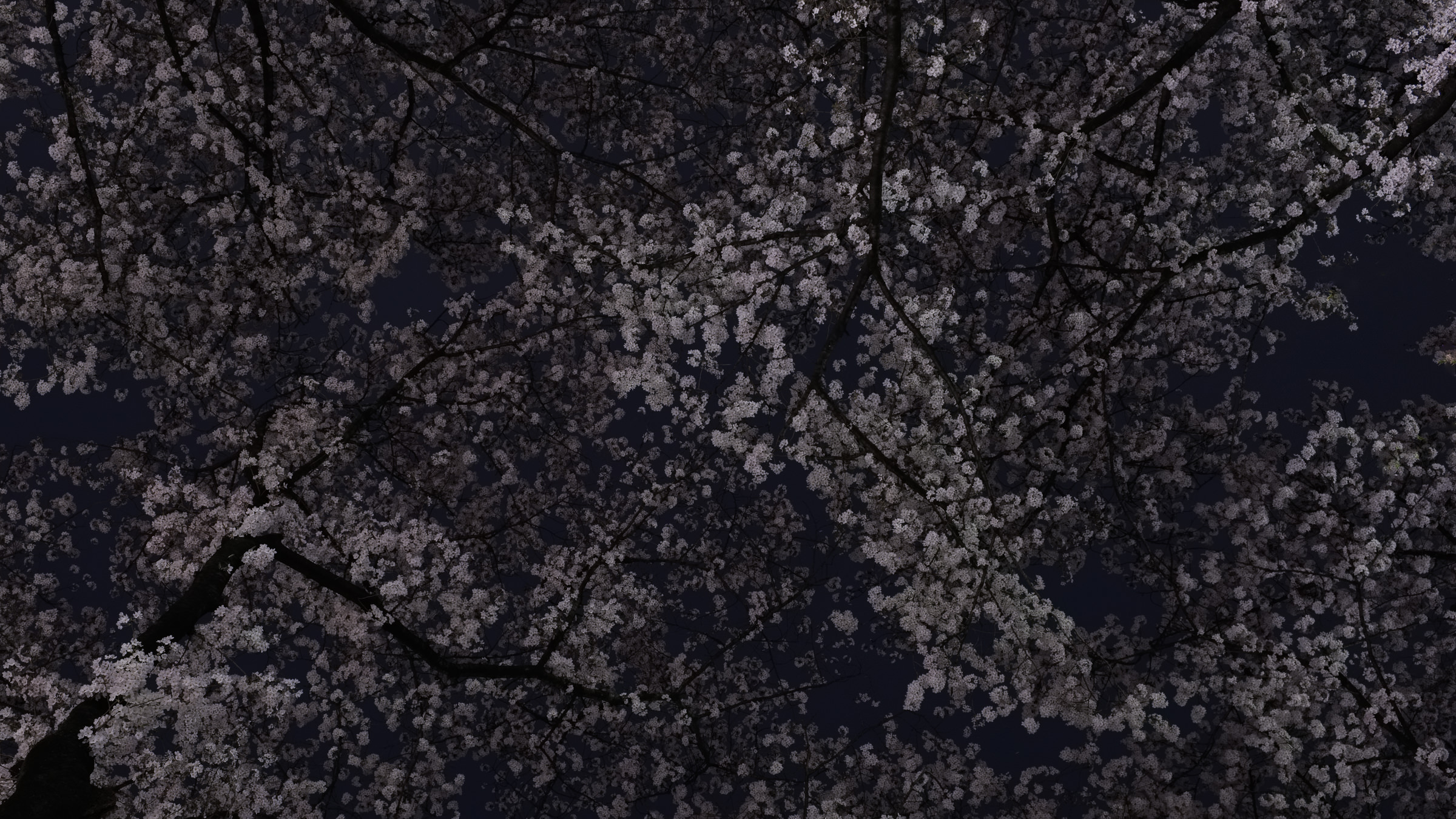 Yozakura_16x9